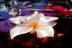 Petals - Rejuvenation
