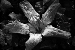 Petals -  Droplets