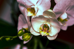 Petals - Orchid Passion