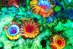 Upside Down Jellyfish - Swirling
