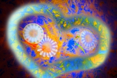 Upside Down Jellyfish - Electric Heart