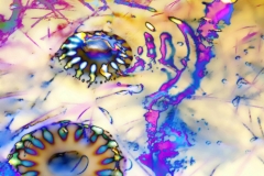 Upside Down Jellyfish - Violet Streak