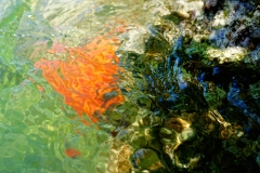 Flying Fish