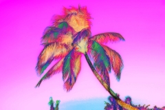 Hot Pink Sway