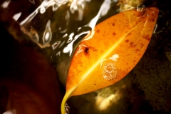 Golden Syrup
