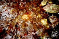 Autumn Rain