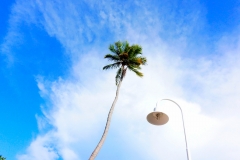 Reaching for the sky