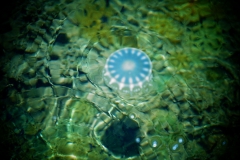Medusa  In Mint