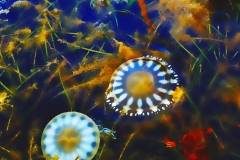 Bowtie Upside Down Jellyfish