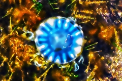 Broach Upside Down Jellyfish