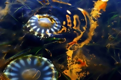 Electric Upside Down Jellyfish