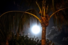 Night Light 1